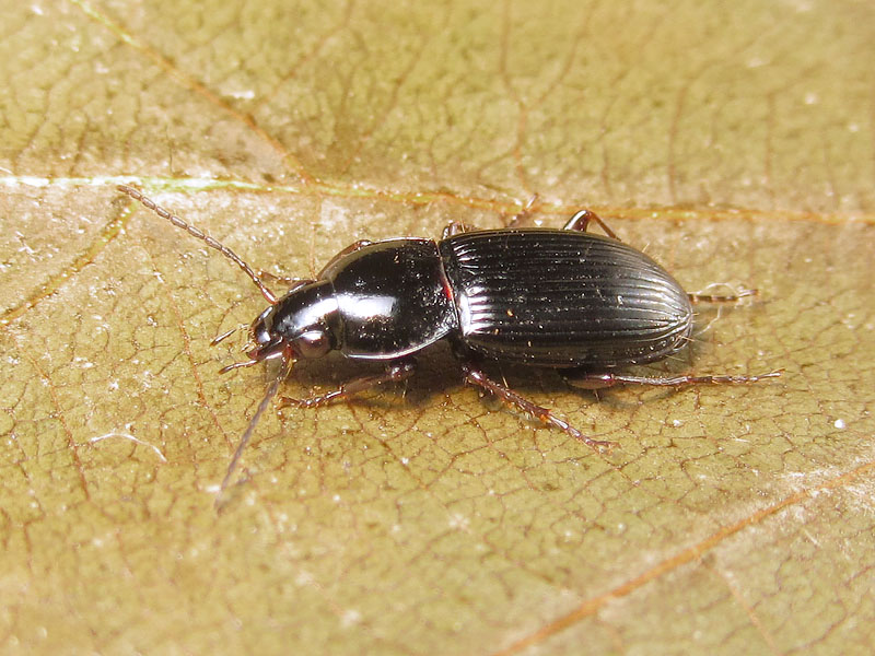 il dilemma dei Pterostichus - due: Pt. (Argutor) vernalis